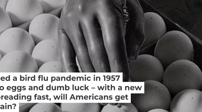Eggs have been crucial to vaccine production for decades. Bettmann/Getty Images